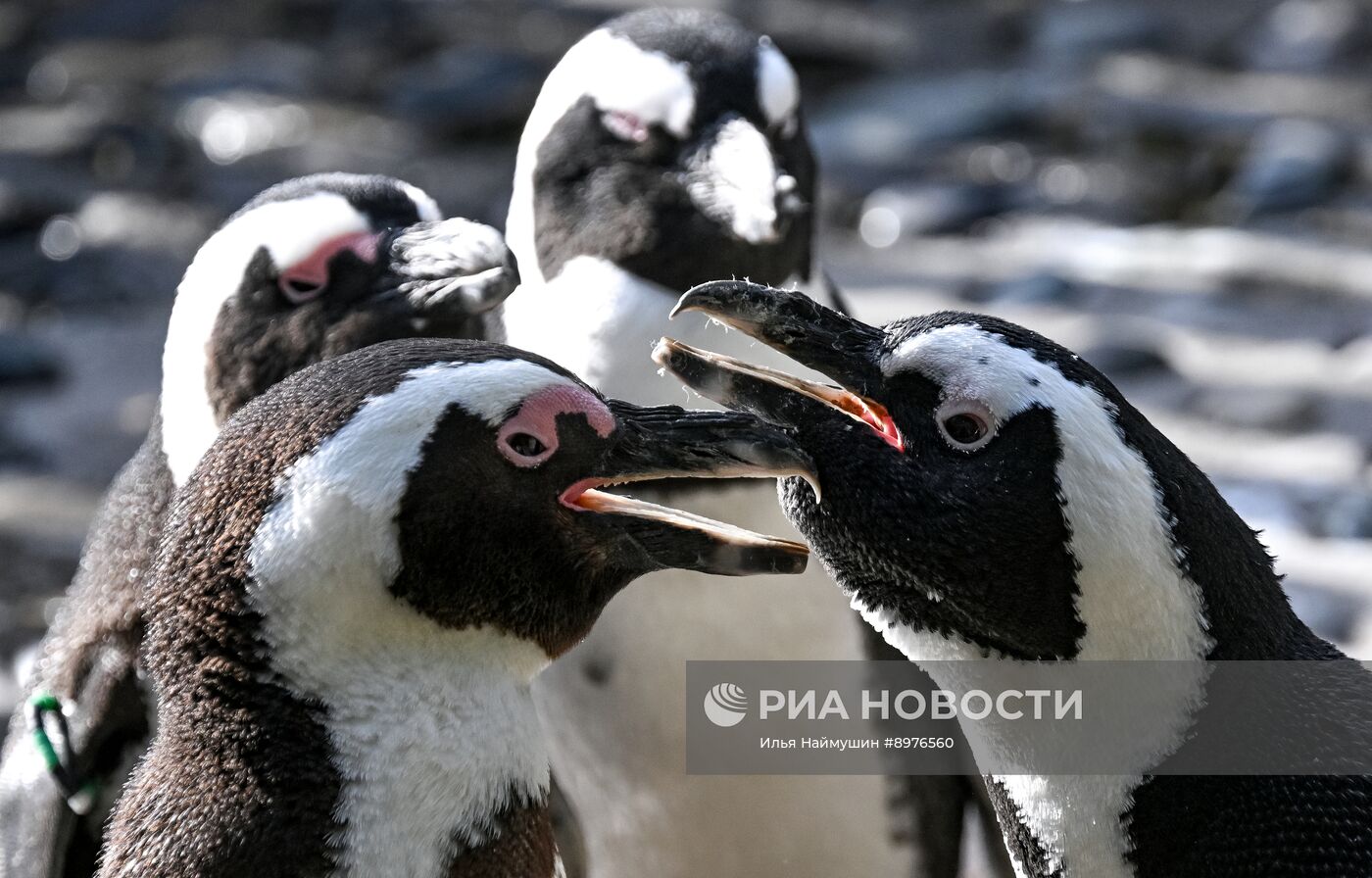 Парк флоры и фауны "Роев ручей" в Красноярске