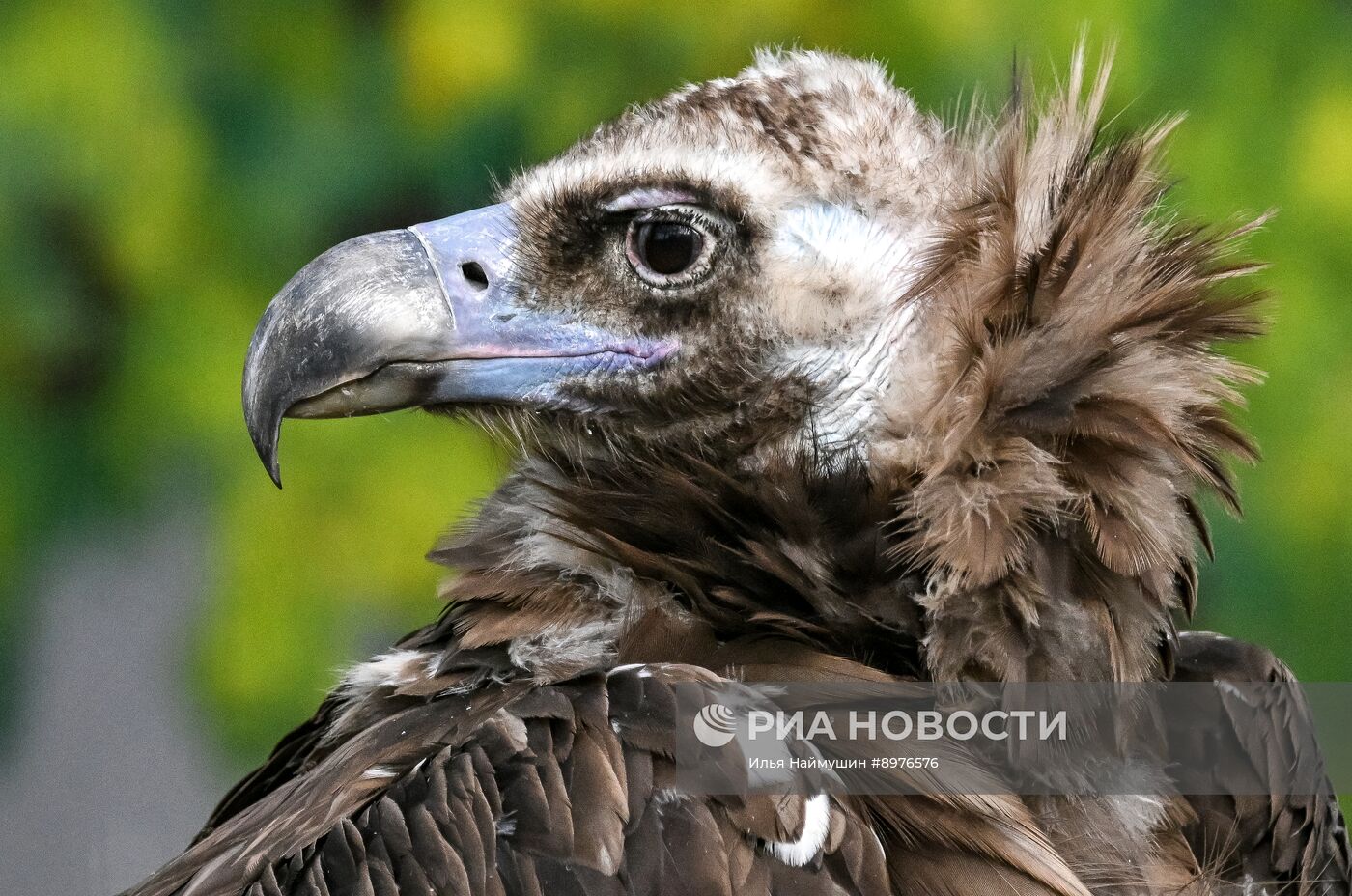 Парк флоры и фауны "Роев ручей" в Красноярске