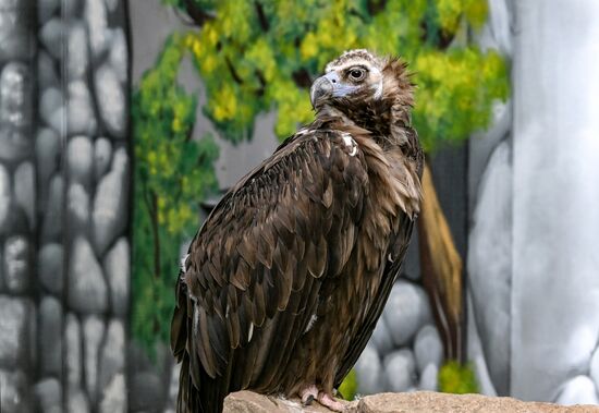 Парк флоры и фауны "Роев ручей" в Красноярске 