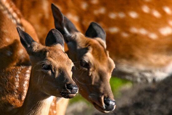 Парк флоры и фауны "Роев ручей" в Красноярске 