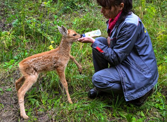 Парк флоры и фауны "Роев ручей" в Красноярске 