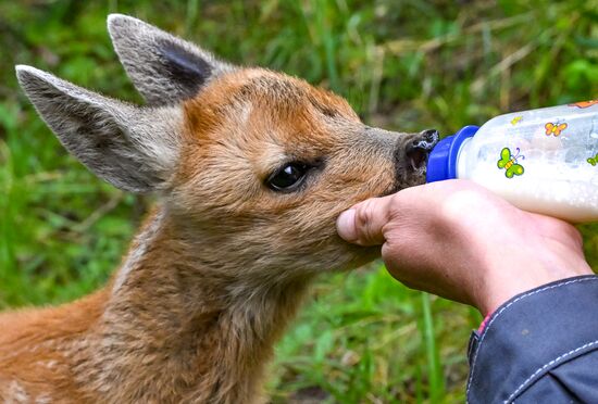 Парк флоры и фауны "Роев ручей" в Красноярске 