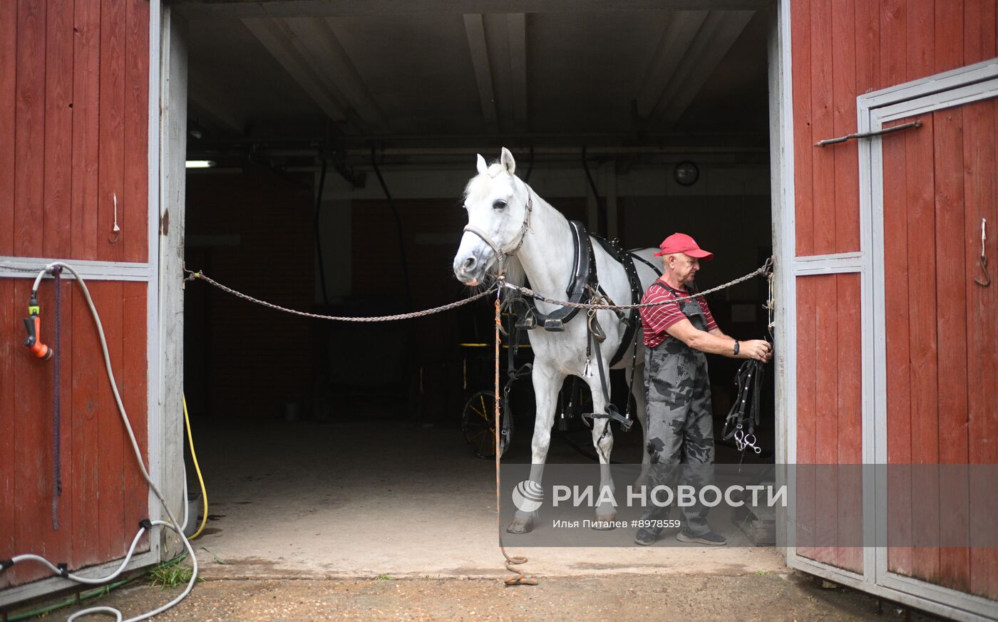 V Чемпионат русских троек "Крылатое сердце России" на Московском конном заводе №1