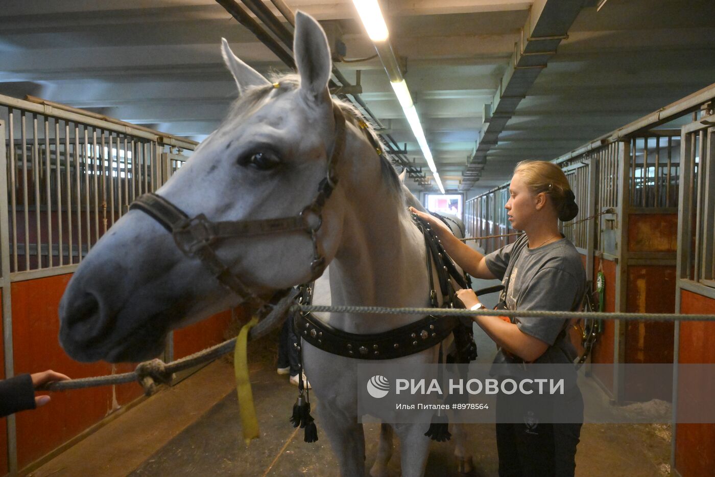 V Чемпионат русских троек "Крылатое сердце России" на Московском конном заводе №1