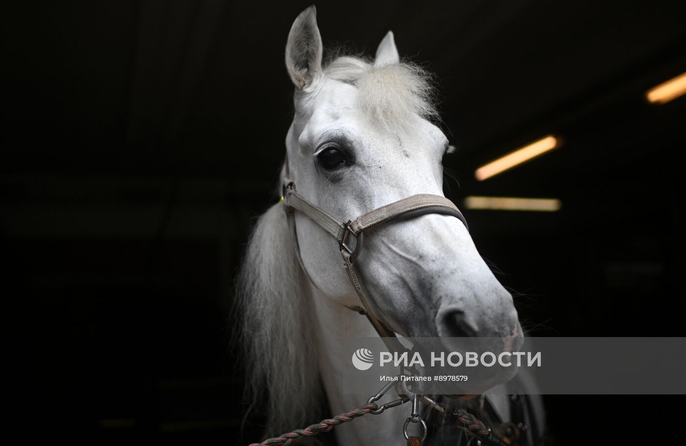 V Чемпионат русских троек "Крылатое сердце России" на Московском конном заводе №1