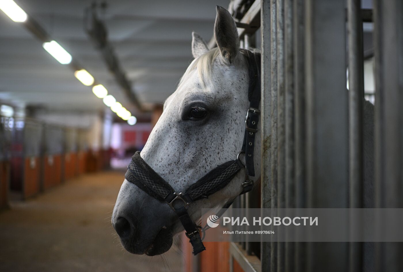 V Чемпионат русских троек "Крылатое сердце России" на Московском конном заводе №1