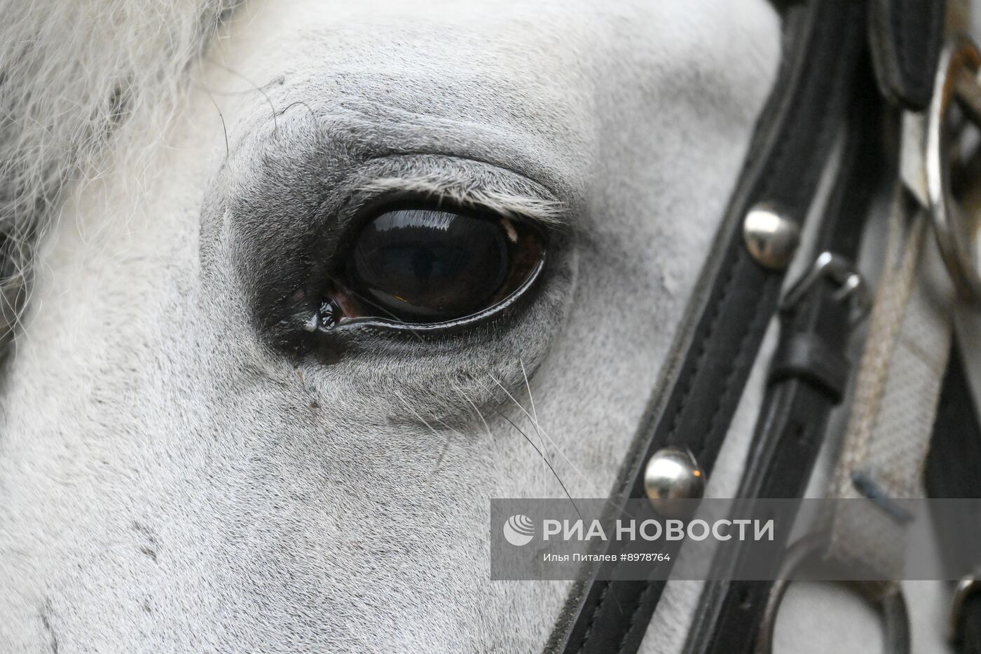 V Чемпионат русских троек "Крылатое сердце России" на Московском конном заводе №1