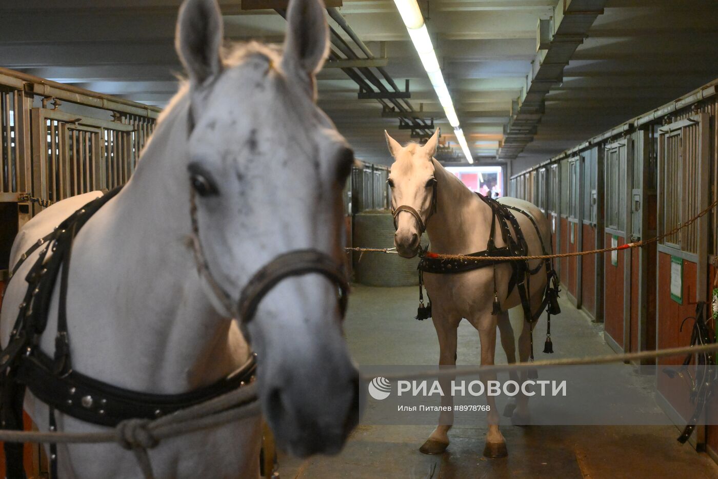 V Чемпионат русских троек "Крылатое сердце России" на Московском конном заводе №1