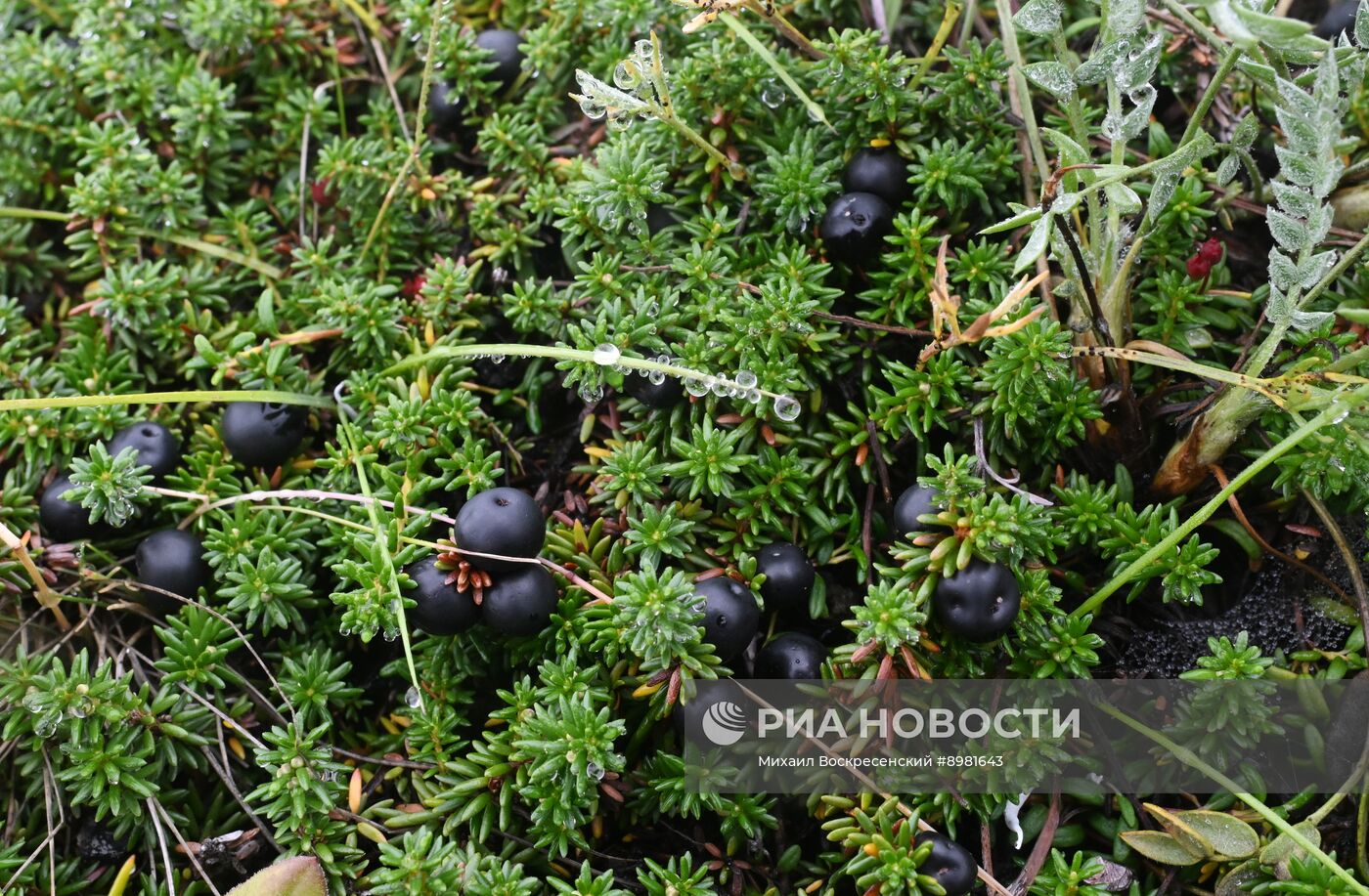 Флора и фауна Камчатки