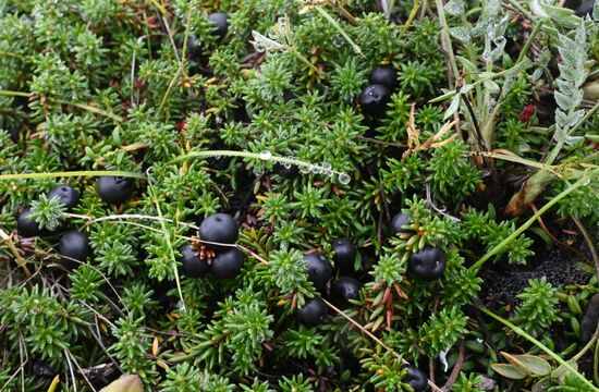 Флора и фауна Камчатки