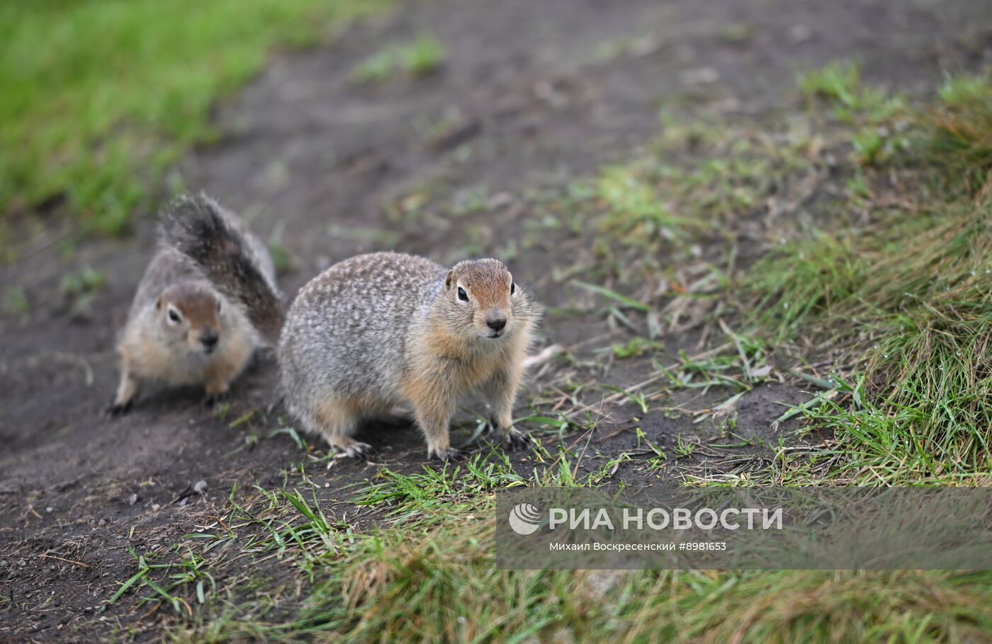 Флора и фауна Камчатки