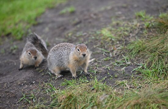Флора и фауна Камчатки