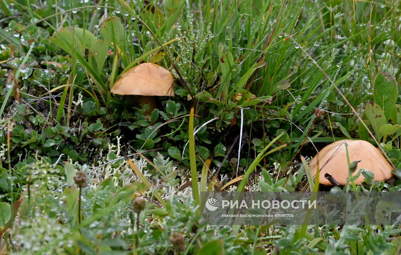 Регионы России. Камчатский край