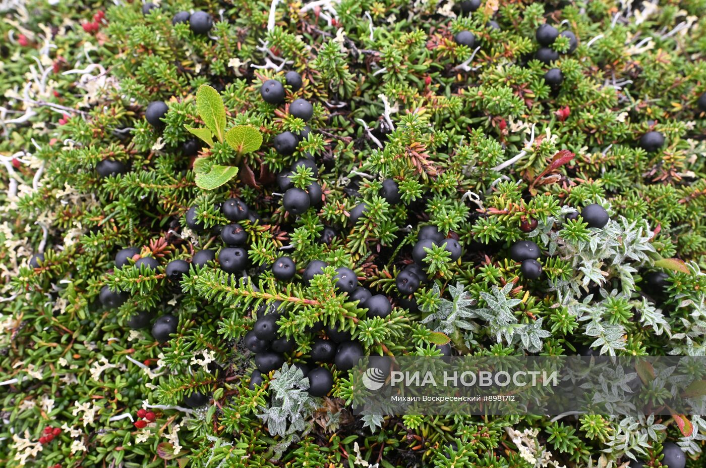 Регионы России. Камчатский край