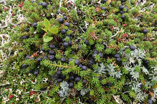 Регионы России. Камчатский край