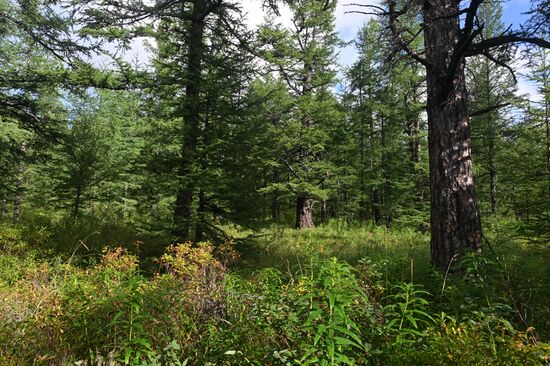 Регионы России. Камчатский край