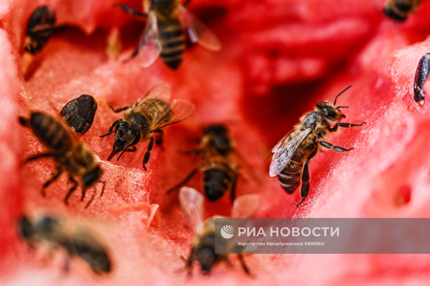 Продажа бахчевых культур