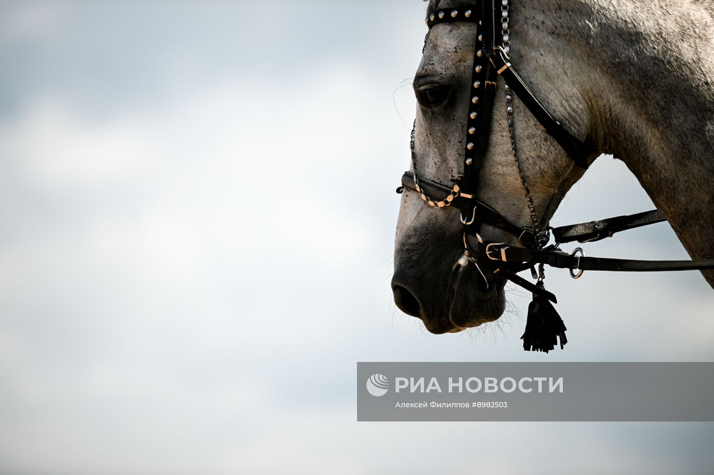 Конный фестиваль #ORLOVFEST