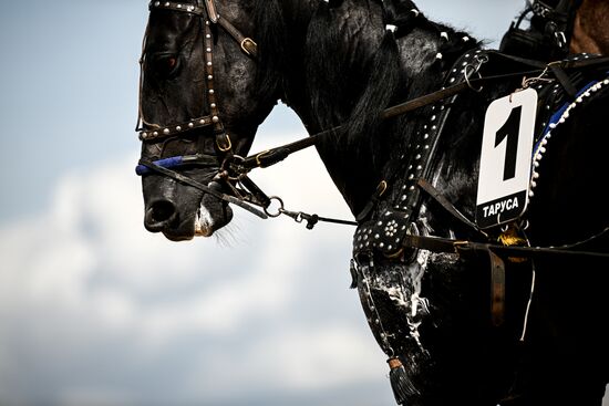 Конный фестиваль #ORLOVFEST