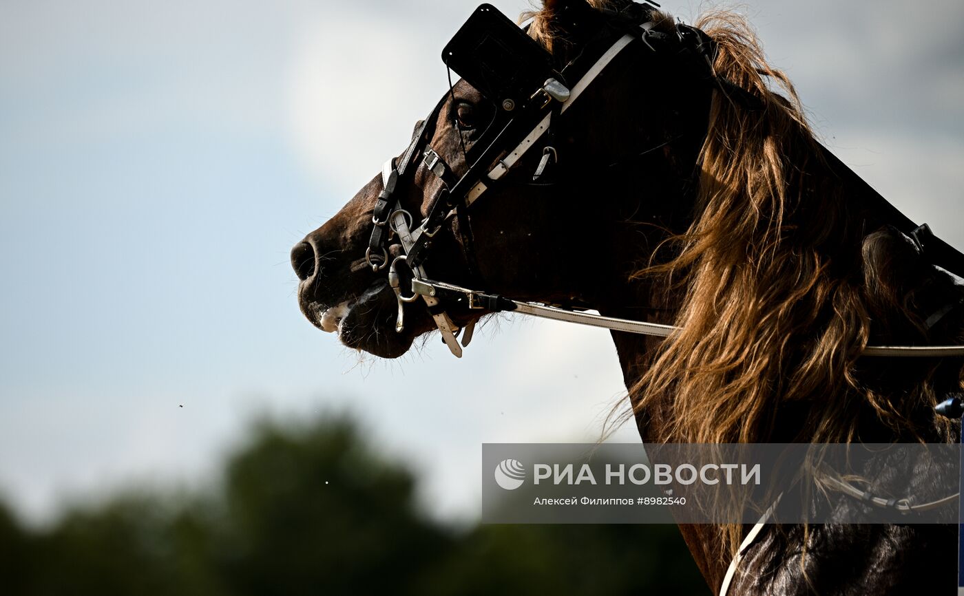 Конный фестиваль #ORLOVFEST