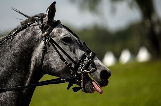 Конный фестиваль #ORLOVFEST