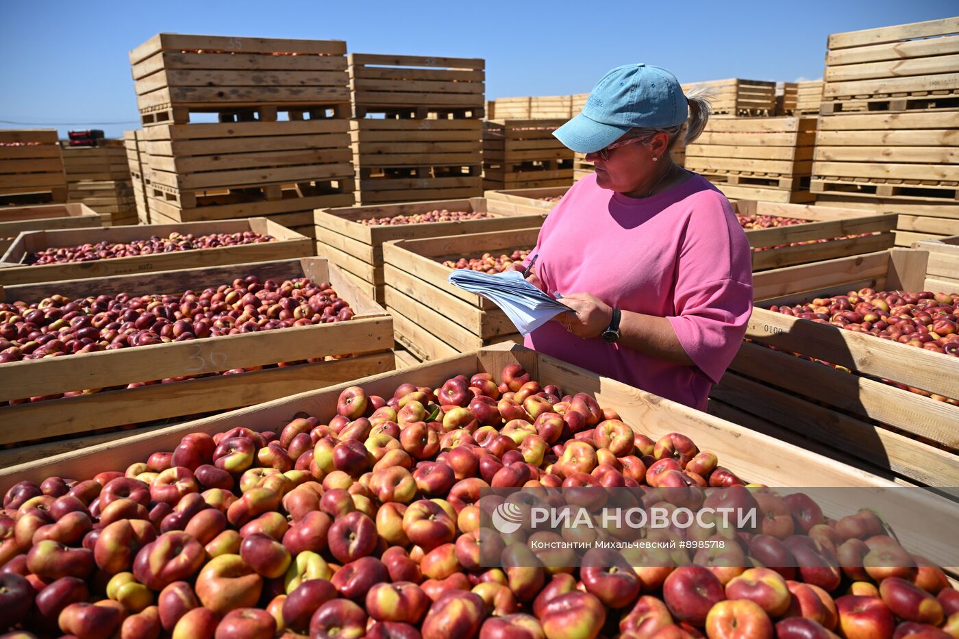Сбор урожая нектаринов в Крыму