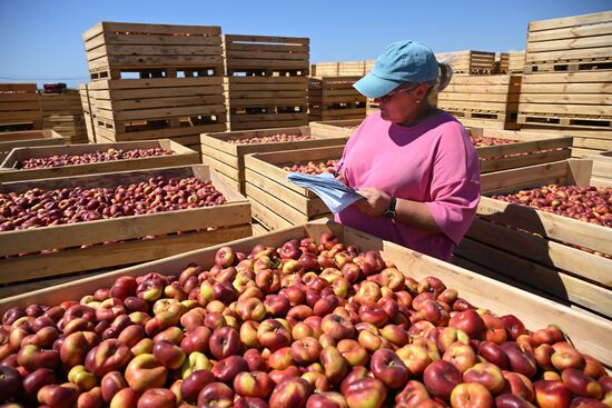 Сбор урожая нектаринов в Крыму
