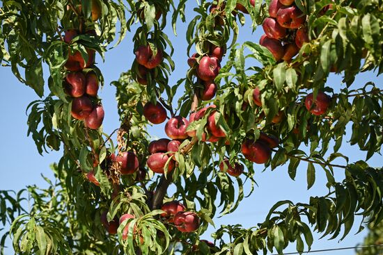 Сбор урожая нектаринов в Крыму