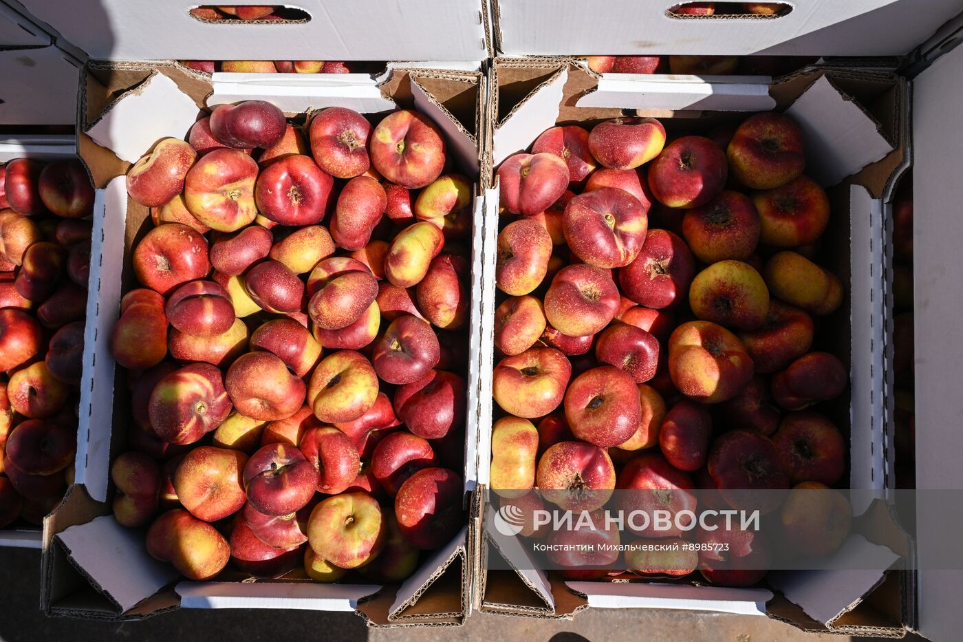 Сбор урожая нектаринов в Крыму