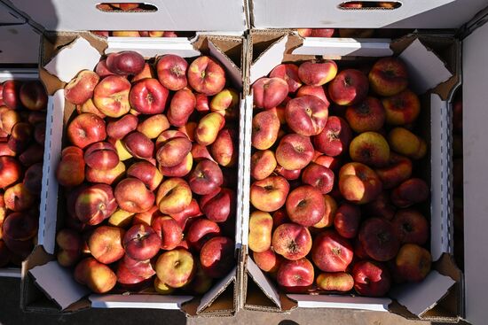 Сбор урожая нектаринов в Крыму