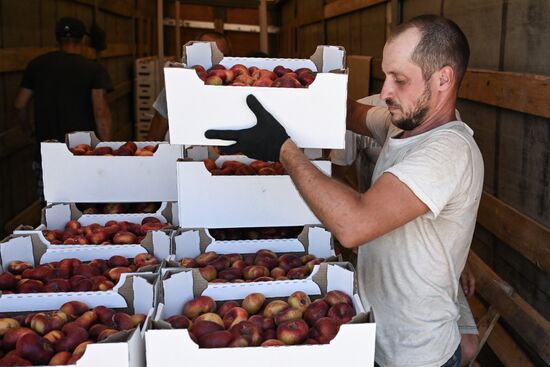 Сбор урожая нектаринов в Крыму