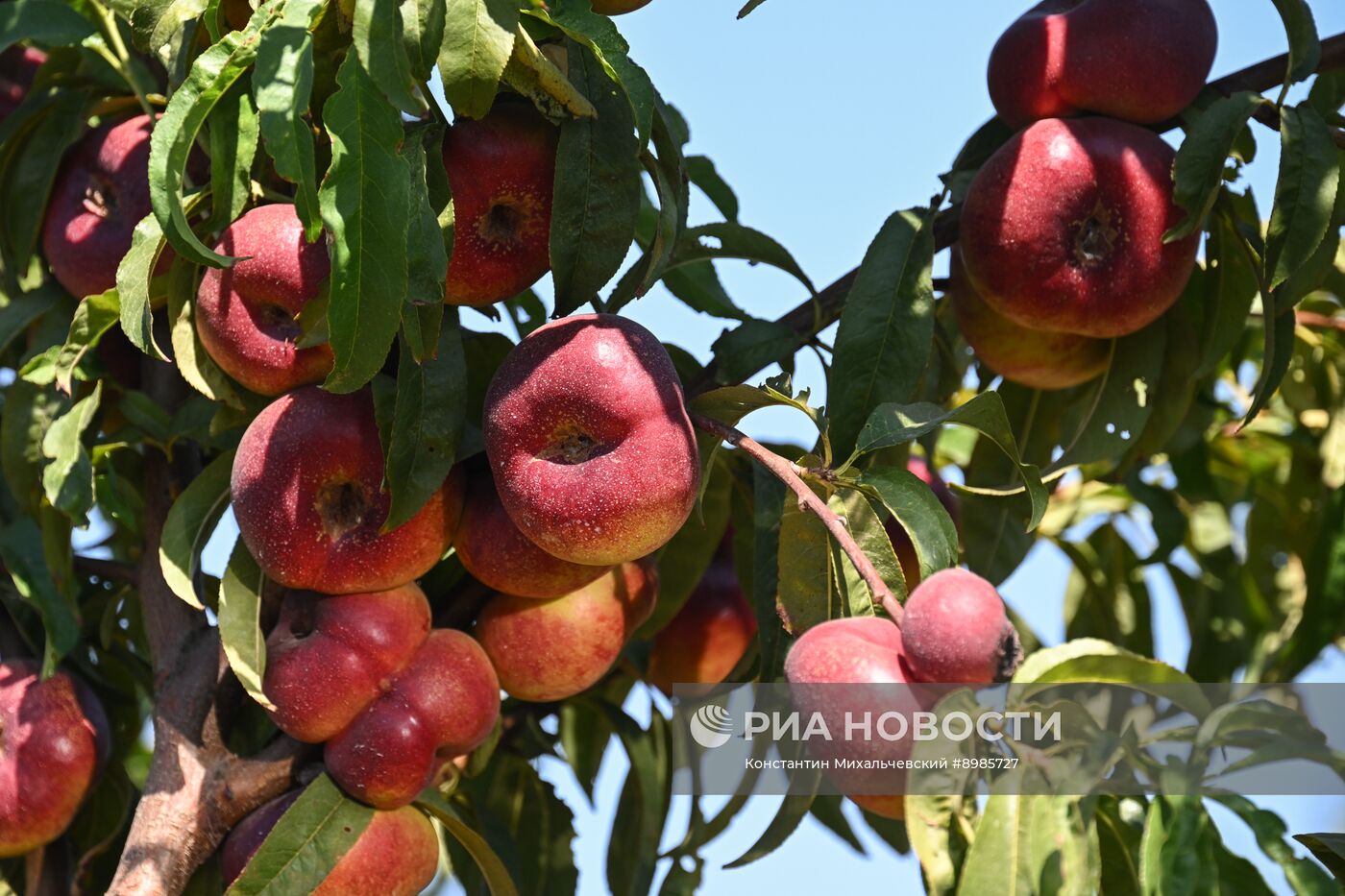 Сбор урожая нектаринов в Крыму