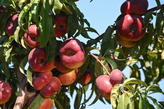 Сбор урожая нектаринов в Крыму