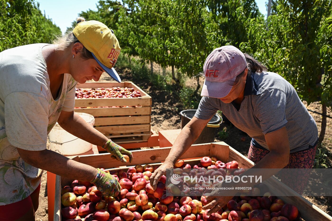 Сбор урожая нектаринов в Крыму