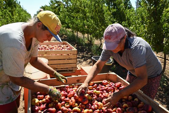 Сбор урожая нектаринов в Крыму