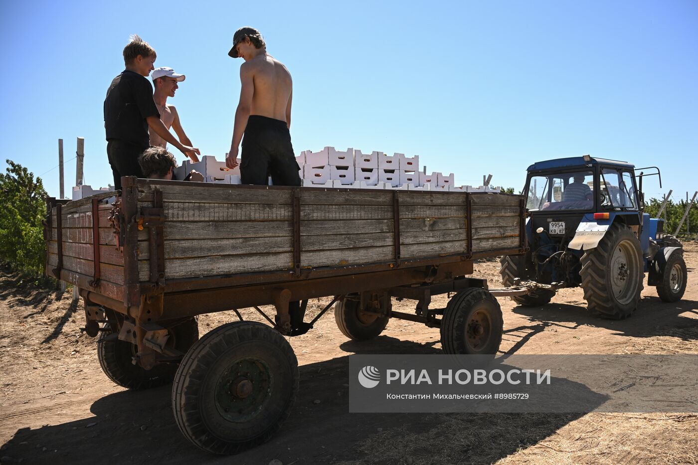 Сбор урожая нектаринов в Крыму