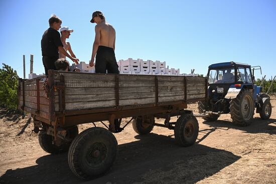 Сбор урожая нектаринов в Крыму