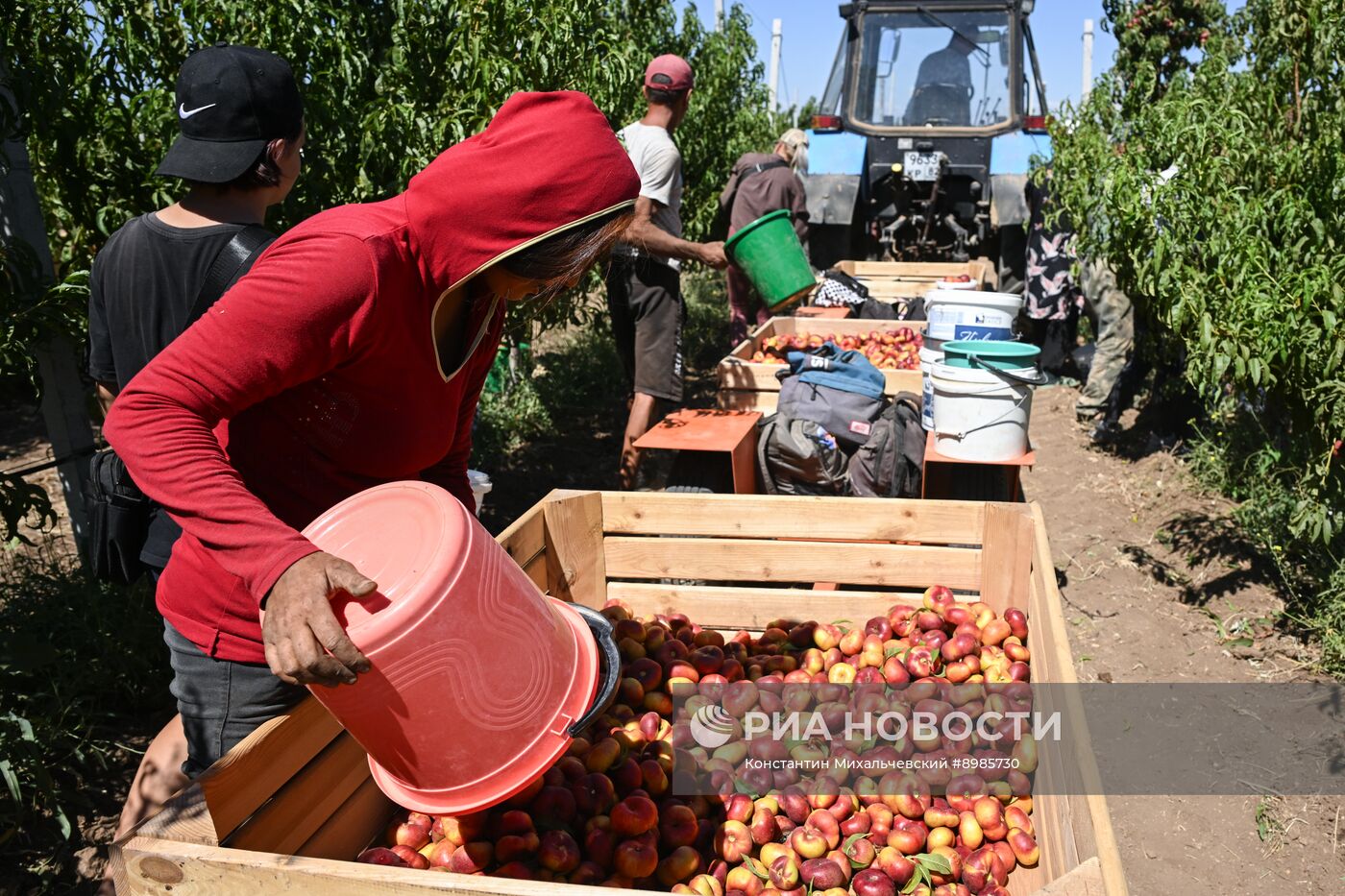 Сбор урожая нектаринов в Крыму