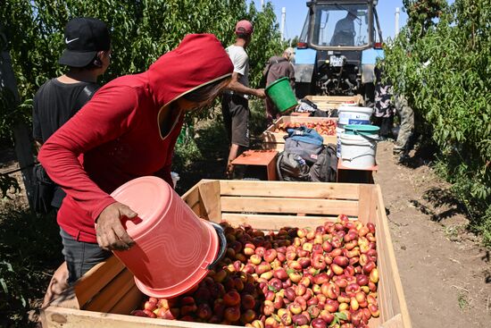 Сбор урожая нектаринов в Крыму