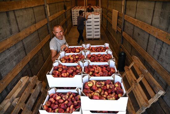 Сбор урожая нектаринов в Крыму