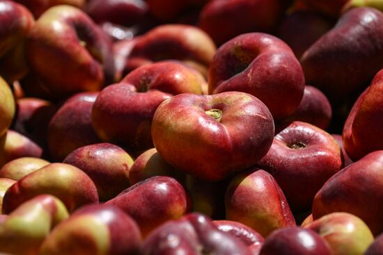 Сбор урожая нектаринов в Крыму