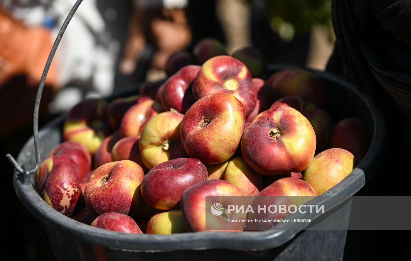 Сбор урожая нектаринов в Крыму