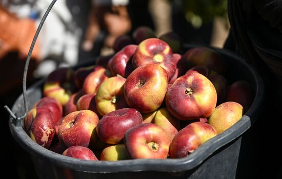 Сбор урожая нектаринов в Крыму