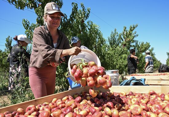 Сбор урожая нектаринов в Крыму