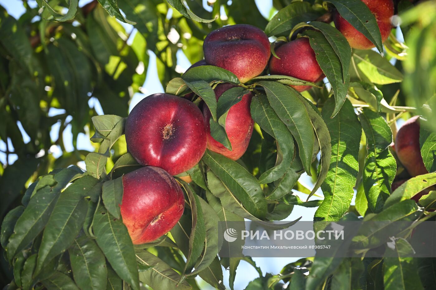 Сбор урожая нектаринов в Крыму