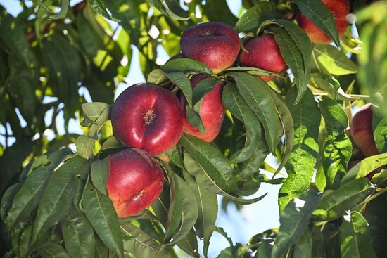 Сбор урожая нектаринов в Крыму