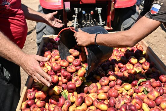 Сбор урожая нектаринов в Крыму