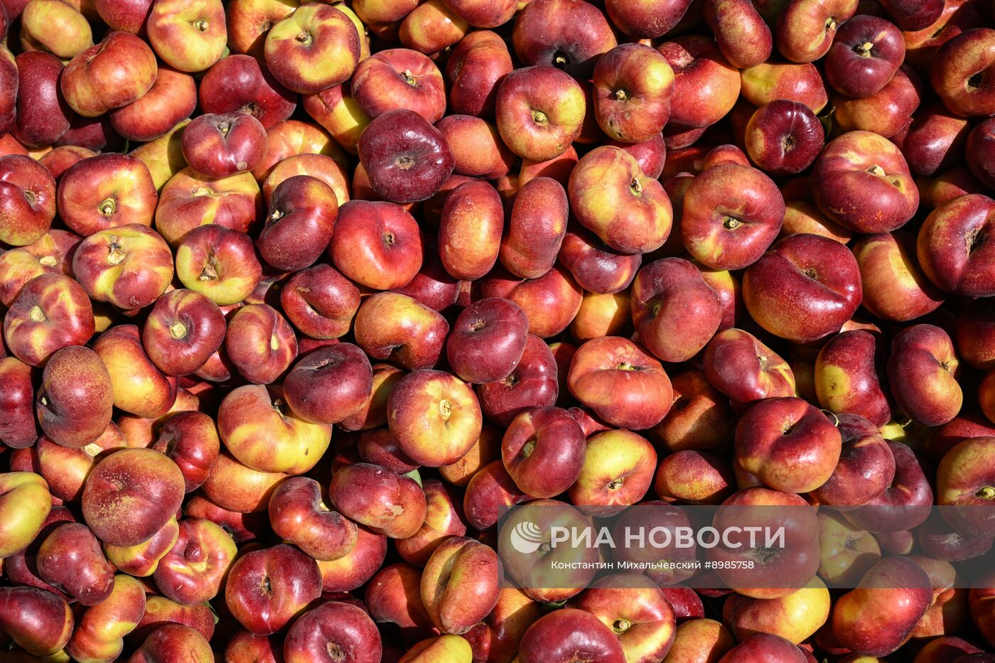 Сбор урожая нектаринов в Крыму