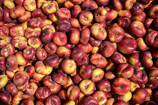 Сбор урожая нектаринов в Крыму