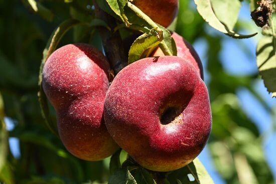 Сбор урожая нектаринов в Крыму